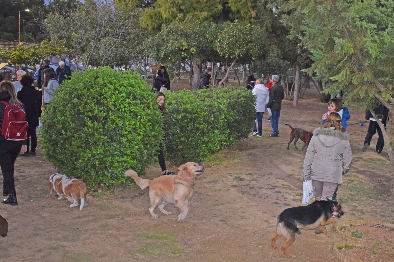 Πάρκο κοινωνικοποίησης και άθλησης σκύλων Άλσους Βεΐκου
