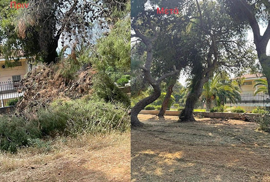 Oλοκληρώθηκε η αποψίλωση στη δασική - αναδασωτέα περιοχή του Δήμου Γαλατσίου
